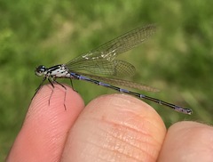 Coenagrion ponticum