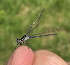 Coenagrion ponticum