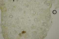 Synchytrium mercurialis