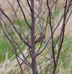 Passerculus sandwichensis