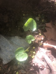Asarum europaeum