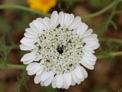Artedia squamata