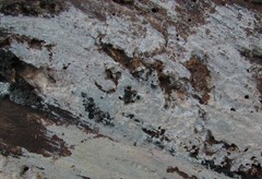 Peniophorella pubera