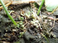 Riccia beyrichiana