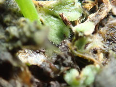Riccia beyrichiana
