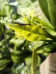 Raphidiinae