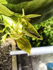 Raphidiinae