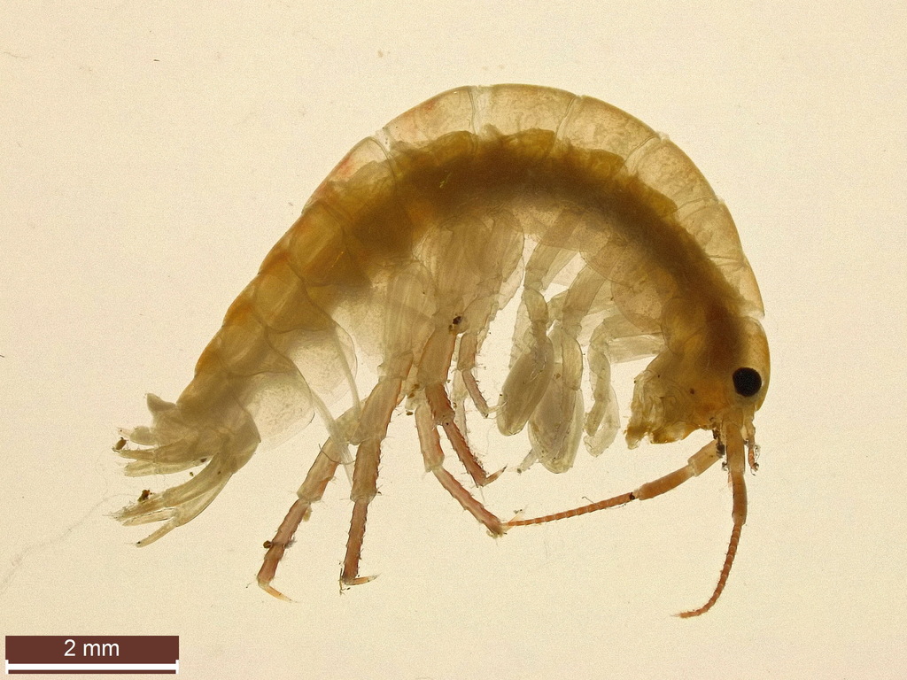 beach-flea