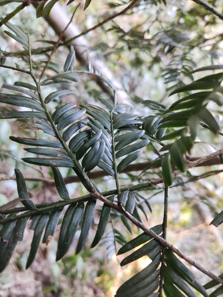 Chinese yew