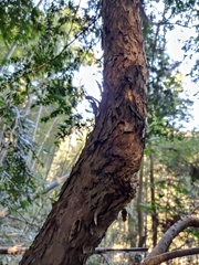 Taxus chinensis