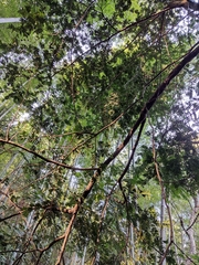 Taxus chinensis