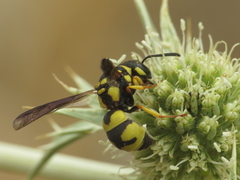 Parodontodynerus ephippium