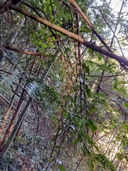 Taxus chinensis
