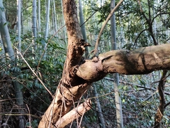 Taxus chinensis