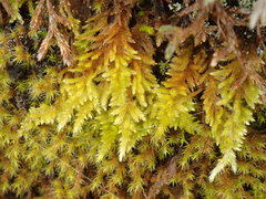 Homalothecium aureum