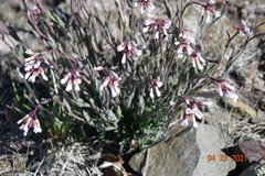 Arabis nuttallii