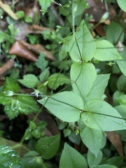Stellaria reticulivena