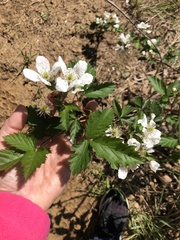 Rubus oklahomus