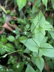 Stellaria reticulivena