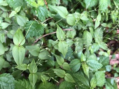 Stellaria reticulivena