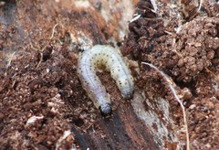 Scolecocampa liburna