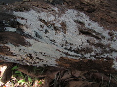 Peniophorella pubera