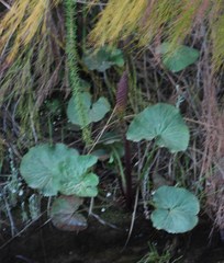 Gunnera perpensa