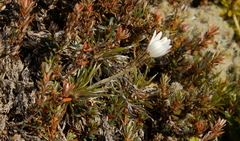 Celmisia laricifolia