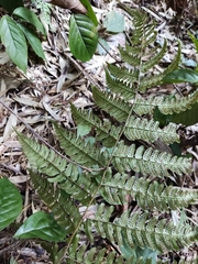 Dryopteris fuscipes