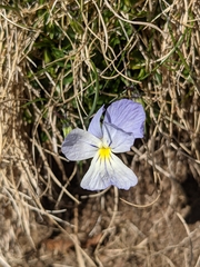 Viola ferrarinii