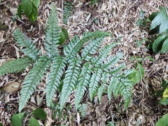 Dryopteris fuscipes