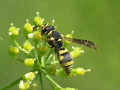 Parodontodynerus ephippium