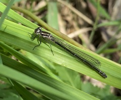 Coenagrion ponticum