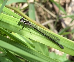 Coenagrion ponticum