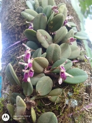 Acianthera recurva