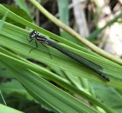 Coenagrion ponticum