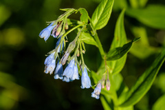 Mertensia bella