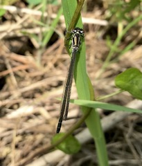 Coenagrion ponticum
