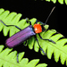 Escarabajos Soldado - Photo (c) Shipher (å£«ç·¯) Wu (å³), algunos derechos reservados (CC BY-NC-SA)