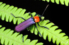 Soldier Beetles - Photo (c) Shipher (å£«ç·¯) Wu (å³), some rights reserved (CC BY-NC-SA)