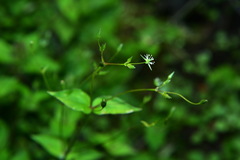 Stellaria reticulivena