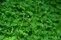 Stellaria reticulivena