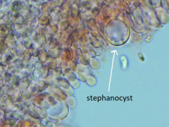 Peniophorella pubera