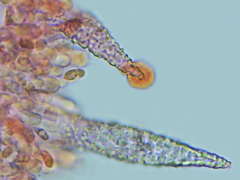 Peniophorella pubera