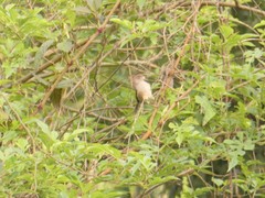 Sinosuthora alphonsiana