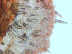 Peniophorella pubera