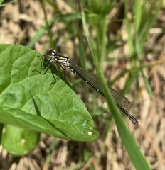 Coenagrion ponticum