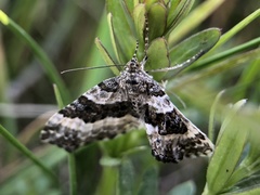 Epirrhoe rivata