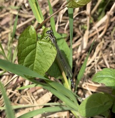 Coenagrion ponticum