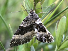 Epirrhoe rivata